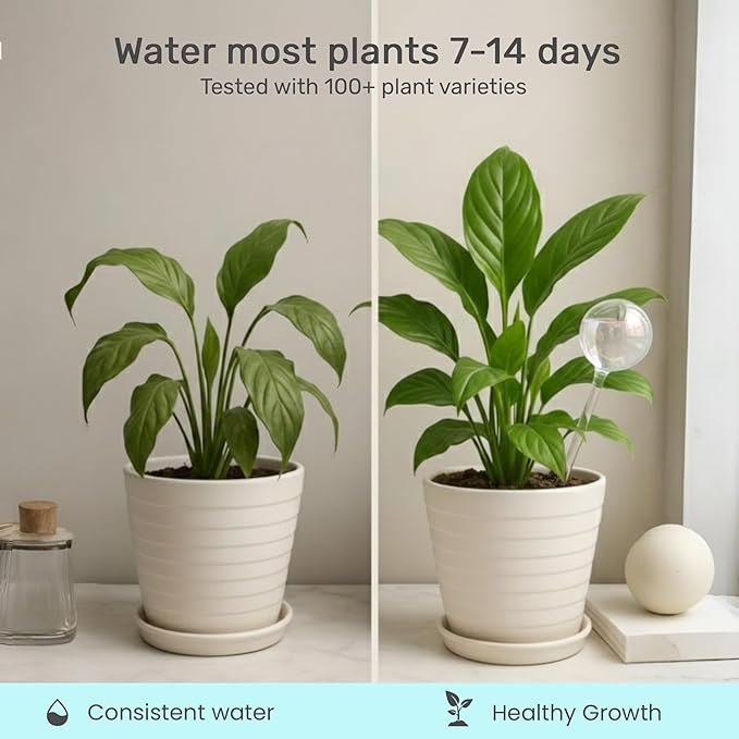 Little Green Leaf Automatic Plant Watering Globes Self Watering Planter Inserts (Set of 6) | Hands Free Clear Glass Bulbs | Planter Spikes to Support Indoor & Outdoor Plant Health (200ml)
