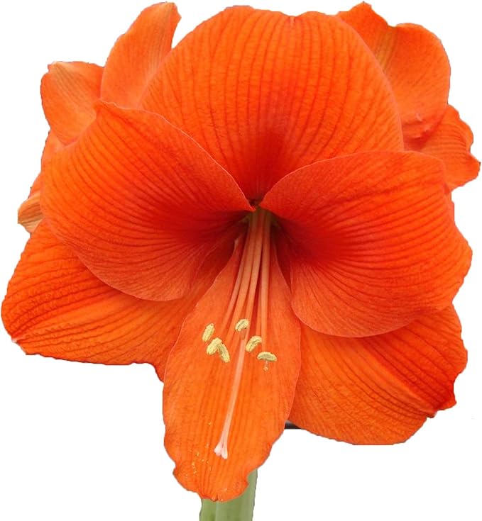 UtopiaSeeds Orange Sovereign Amaryllis Bulb - Gorgeous Orange Amaryllis - One Large Bare Root Bulb
