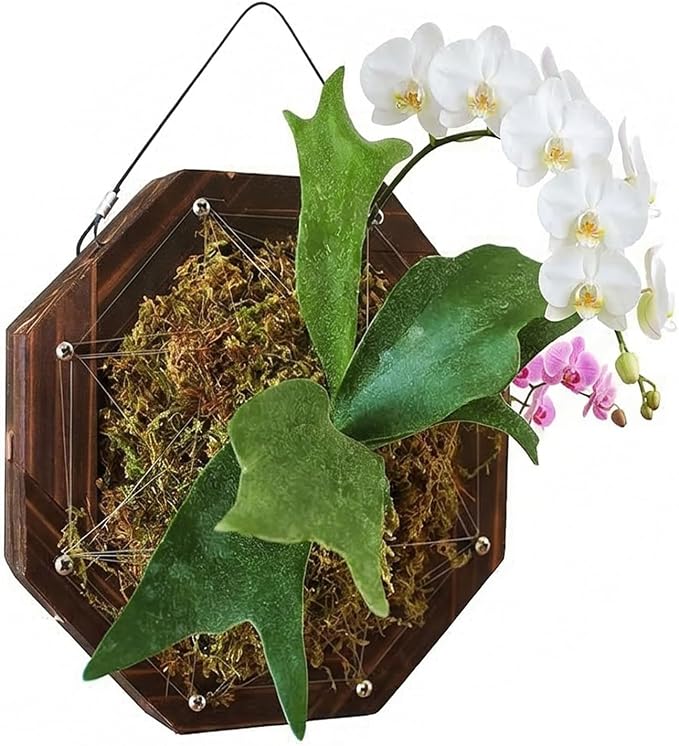 Staghorn Fern Mounting Kit - Wood Wall Planter for Orchids,Herbs & Indoor Plants | Hanging Plant Holder, Basket & Stand for Wall Decor(10.43inch)