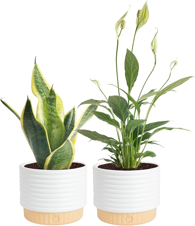 Costa Farms Live Indoor House Plants (2-Pack), Hand Selected Easy to Maintain Indoor Assorted Houseplants in Plant Pots, Curated Air Purifying Mix, Low Light, Home Office Decor Plant Gift