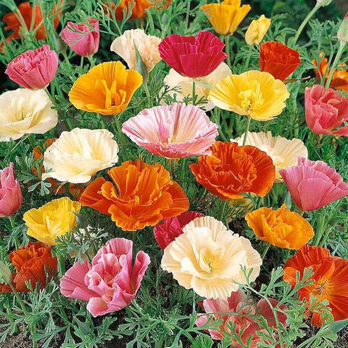 California Poppy Seeds for Planting - 3,200 Fresh Seeds - Mission Bells Mix - California Wildflower Seeds - Pet Friendly - Grown in The USA