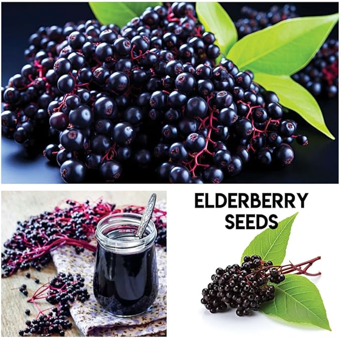 Fruit Garden Seeds Kit for Growing - Elderberry, Blueberry, Red Strawberry, White Strawberry, Raspberry, Mulberry. 100 Seeds of Each Fruit - Packaged Individually