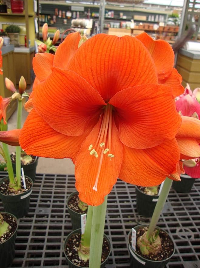 UtopiaSeeds Orange Sovereign Amaryllis Bulb - Gorgeous Orange Amaryllis - One Large Bare Root Bulb
