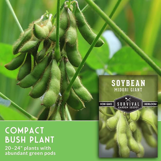 Midori Giant Soybean Seeds for Planting - Grow Protein-Rich Edamame Pods in Your Home Vegetable Garden - Non-GMO Heirloom Soy Bean - Survival Garden Seeds (1 Pack)
