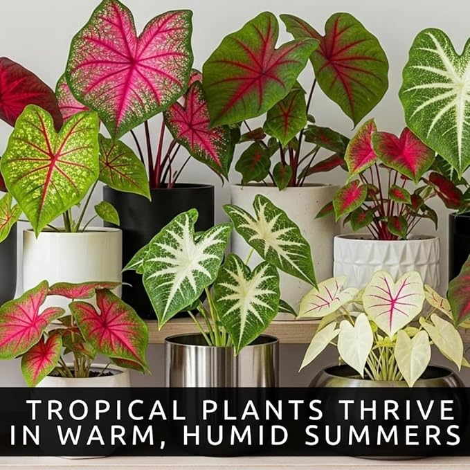 Caladium Bulbs for Planting - Mixed Colors, Growers Choice - Long Blooming Blend (24 Bulbs)