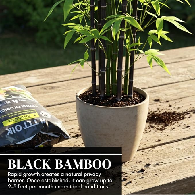 300+ Black Bamboo Seeds for Planting - Exotic Fast Growing Ornamental Grass for Privacy Screen, Windbreak & Landscape Accent, Garden Bamboo