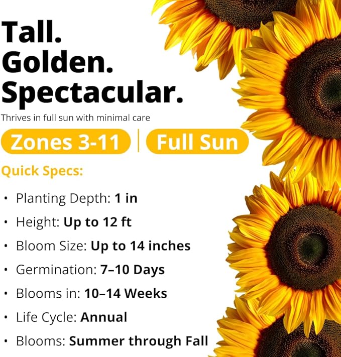 HOME GROWN Sunflower Seeds to Plant | 520+ Giant Mammoth Sunflower Seeds for Planting Bulk Packet | Heirloom, High Germination, Easy to Grow Jumbo Sun Flower for Home Garden(Helianthus annuus)