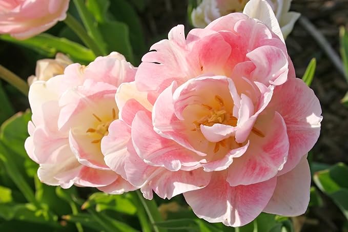 Pink Foxtrot Double Tulip Bulbs for Planting - Easy to Grow Perennial Tulips (20 Bulbs)