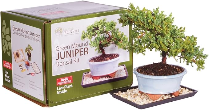 Brussel's Bonsai - Live Green Mound Juniper Bonsai Tree Kit, Outdoor Bonsai Tree Live Plant in Decorative Container, 3 Years Old, 6-8 Inches Tall, Easy Care Bonsai Starter Kit for Patio Garden (Small)