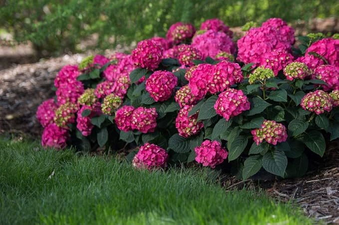 Hydrangea Endless Summer Crush (Bigleaf) Shrub, 2-Size Container, red or Purple Flowers