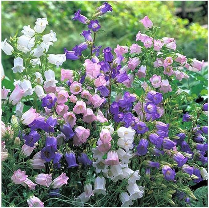Canterbury Bells Mix - 1200 Seeds