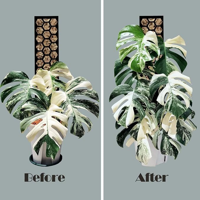4 Pack 17 Inch Plastic Moss Pole for Plants Monstera, Plant Poles for Climbing Plants, Plant Support for Indoor Plants, Plant Support Poles Work with Sphagnum Moss