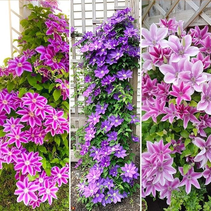 48+ Clematis Climbing Flower Seeds, Heirloom Perennial Vine for Trellis & Arbor, Butterfly & Pollinator Friendly, Ornamental Garden