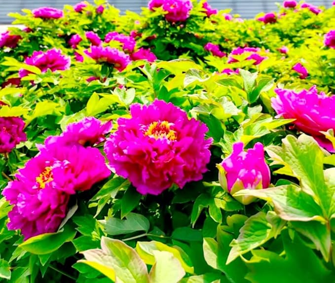 60 Peony Seeds Fragrant Mixed Purple Pink Rose red White Moutan Shrub Large Blooms Paeonia suffruticosa