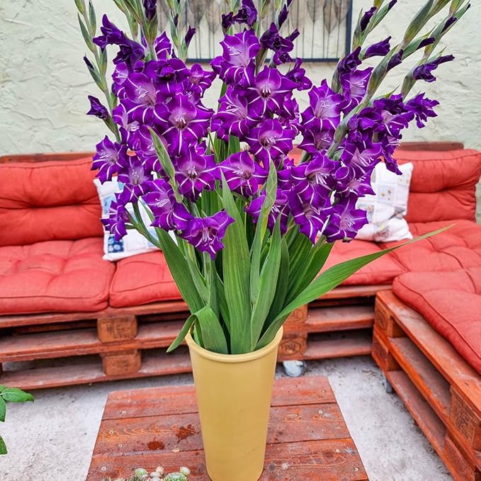 Direct Gardening - Hallowy Gladiolus Bulbs, Purple to Blue Summer Flowering Dormant Bulbs, 10 per Offer