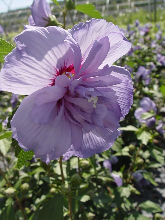 Green Promise Farms Hibiscus syr. `Blue Chiffon` (Rose of Sharon) Shrub, 3 Size Container