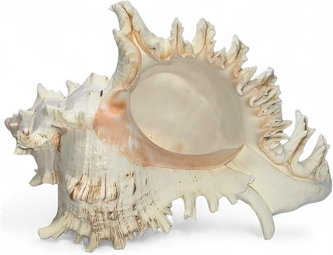Tumbler Home Large Conch Sea Shells for Decorating or Fish Tank, Coastal & Nautical Decor, Air Plant Holder, Aquarium Ornaments, Big Sea Shell, Decorative Seashells, Beach Party Decor (Murex)