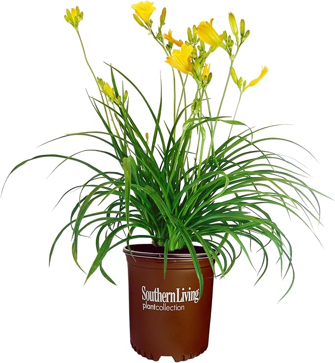 Southern Living 1 Gal. Stella Daylily Plant