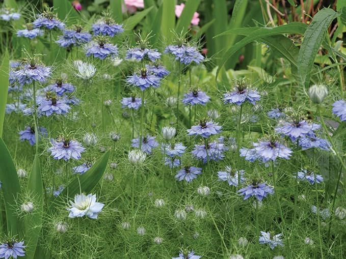 Non GMO Love in a Mist Flower Seeds Nigella damascena (1/2 Lb) 112,000 Seeds