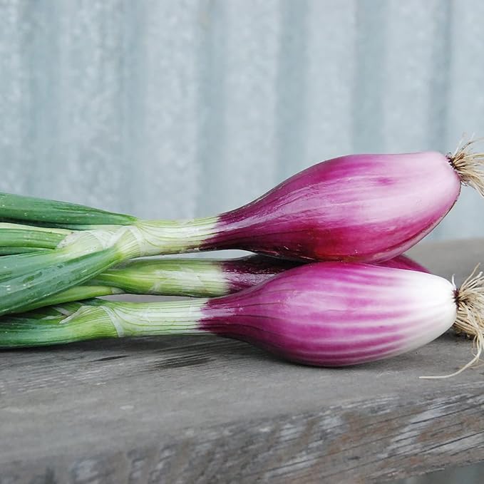 200 Gray French Shallot Seeds | Premium Non-GMO Heirloom Vegetable Seeds Tasty Sweet Fast-Growing French Red Shallot to Plant Home Garden