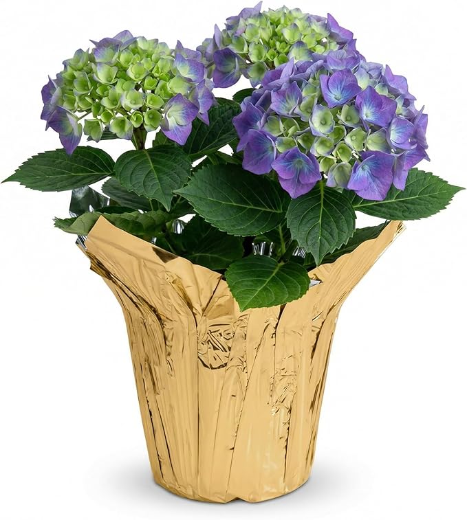 Live Flowering Hydrangea - Shades of Blue, 3+ Beautiful Blooms, 1.5 Qt Pot with Deco Cover, 12" Tall by 8" Wide