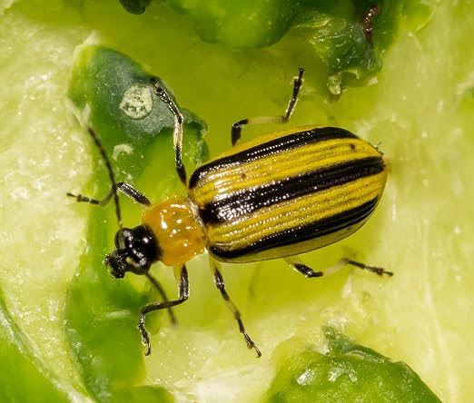 VivaTrap VT-103 Cucumber Beetle Trap & Lure (2 Pack)