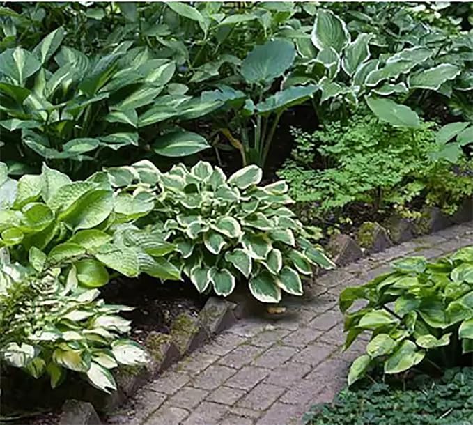 Francee Hosta - Shade Plant 24" Tall