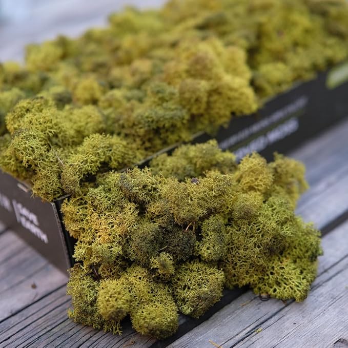 Preserved Reindeer Moss Natural Green DIY Kit Gardenning Art Wall Decor Florist Decor Easter Table Decor Wedding