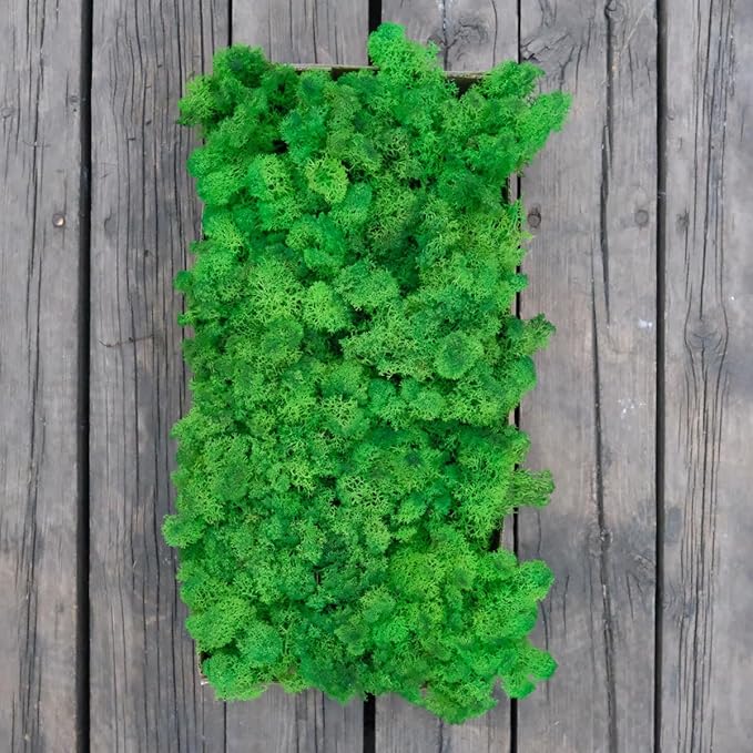 Preserved Reindeer Moss Natural Green DIY Kit Gardenning Art Wall Decor Florist Decor Easter Table Decor Wedding