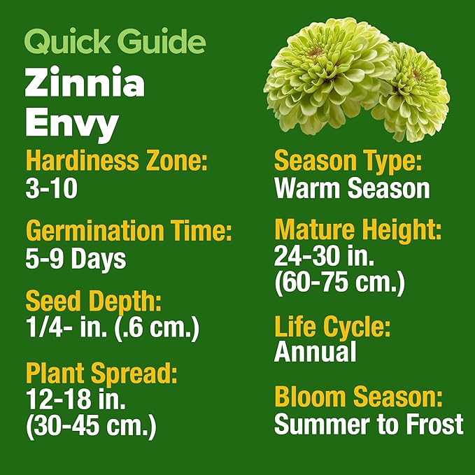 HOME GROWN Envy Zinnia Seeds (1g) – 500 Rare Lime Green Annual Zinnia Flower Seeds for Planting, Fast-Growing Heat-Loving Variety, Premium Herb Seeds Garden Companion for 2026 Blooms (Zinnia elegans)