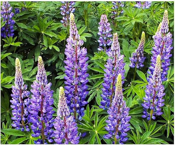 All Blue Flowers Mixed