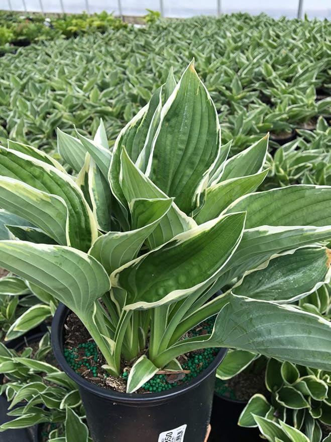 Hosta 'Francee' (Hosta) Perennial, dark green foliage with white edge, 1 - Size Container