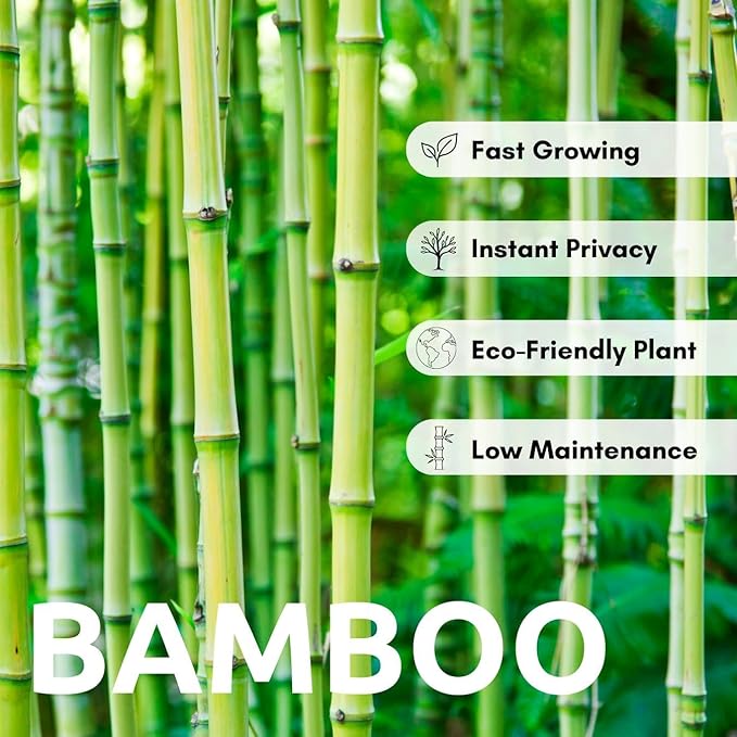 300+ Giant Bamboo Seeds for Planting - Exotic and Fast Growing Windbreak or Privacy Screen - Rapid-Growing Bamboo - Tall, Tropical Style