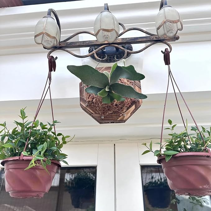 Staghorn Fern Mounting Kit - Wood Wall Planter for Orchids,Herbs & Indoor Plants | Hanging Plant Holder,Basket & Stand for Wall Decor(8.18inch)