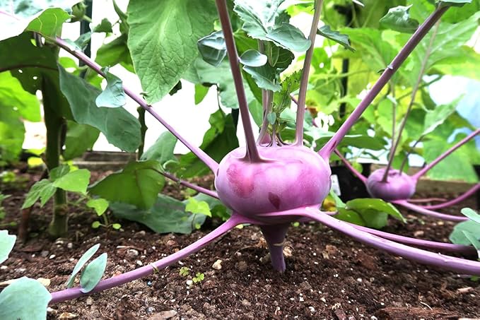 White Vienna Kohlrabi Seeds