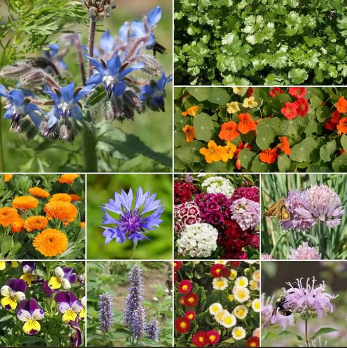 Ferry-Morse Edible Flower Mix Seeds - Non-GMO, Outdoor, Full Sun - 1 lb