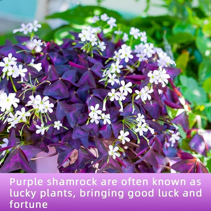 Purple Shamrock Bulbs 12 Pcs Good Luck Purple Oxalis Bulbs for Planting Indoor and Outdoor Oxalis Triangularis Shamrock Plants for Fall Planting