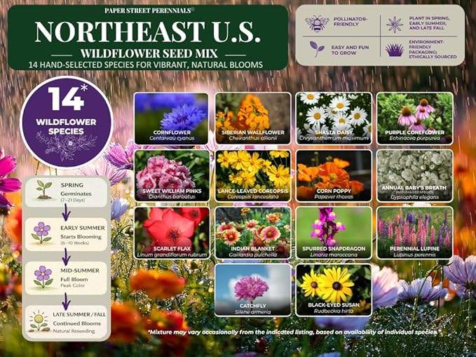 New Jersey Bulk Perennial Wildflower Seed Mix 1lb Covers 2,000sq-ft - Attract Pollinators, Multi-Color Blooms - Northeast US Species Plant in Spring/Fall - Earth-Friendly Packaging (1/2 Pound)