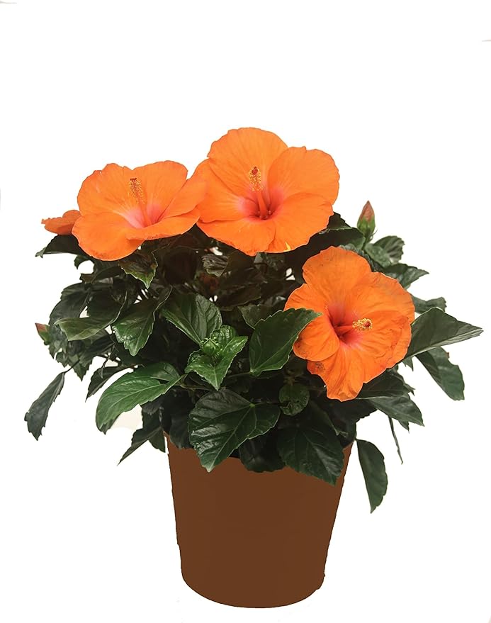 Costa Farms Premium Hibiscus Tropical Outdoor Flowering Plants 3QT Grower Pot 16-Inches Tall, Orange Flowers (Pack of 2)
