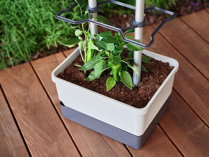 BUZZY Seeds Charly Chili Self-Watering Planter with Vertical Trellis – 1.2 Gal Reservoir, Large Capacity Planter for Chili Peppers, Bell Peppers & Eggplants (Grey)