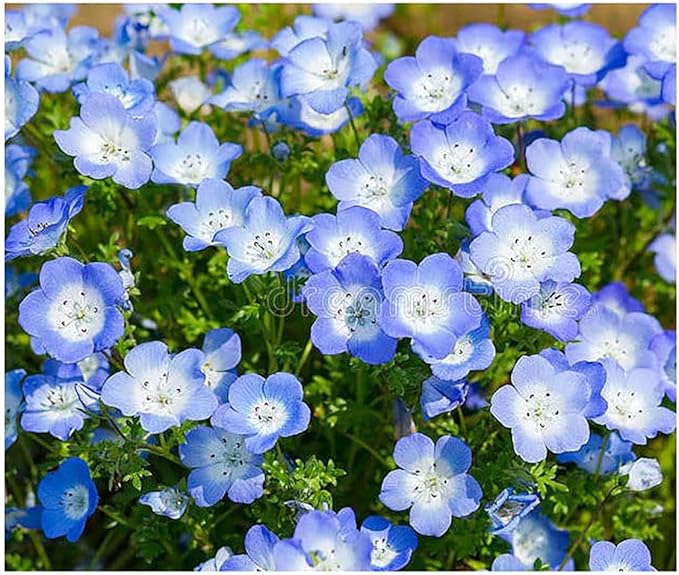 All Blue Flowers Mixed
