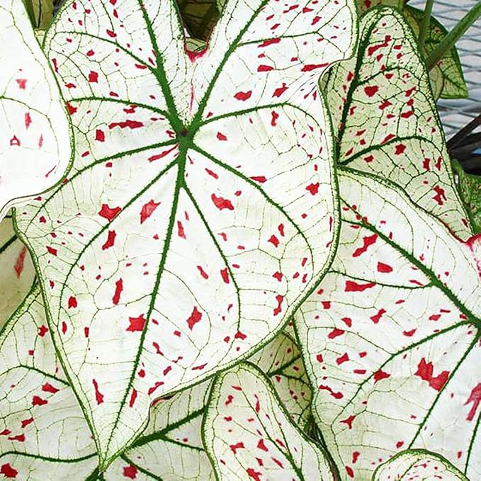 3 Cranberry Star Caladium Bulbs - Fancy Leaf Caladium - 3 Caladium Roots
