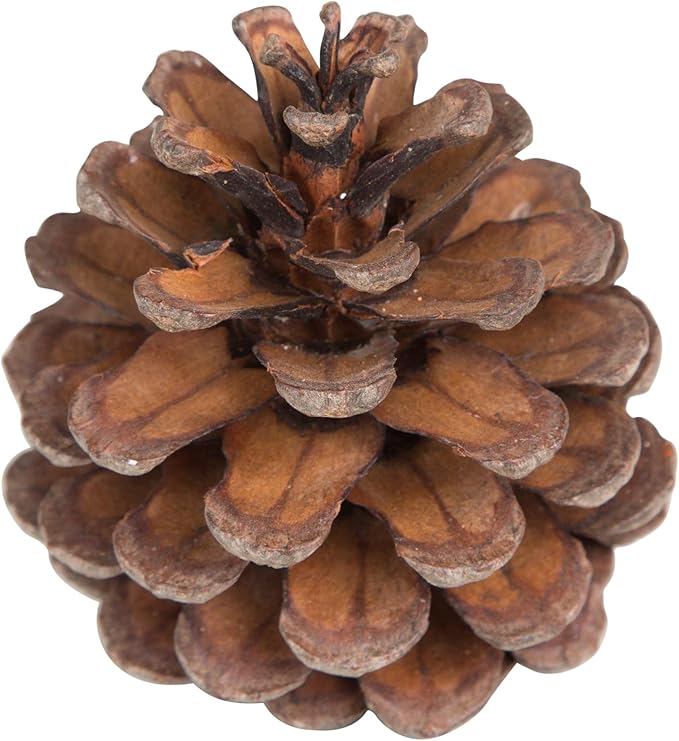 Natural Austriaca Pine Cones for Crafts - 2-3 Inch Real Pinecones for Christmas Decorating Ornaments, Holiday Decor Vase Filler - Rustic Woodland Dried Pine Cones - Set of 24 – Natural