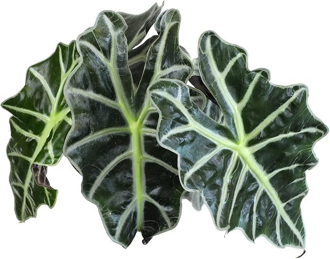 Alocasia Amazonica Polly Elephant Ear Plant in 6" Pot, Office Desk Decor, Easy Care Houseplant for Home or Office, Popular Decorative Houseplants by Plants for Pets