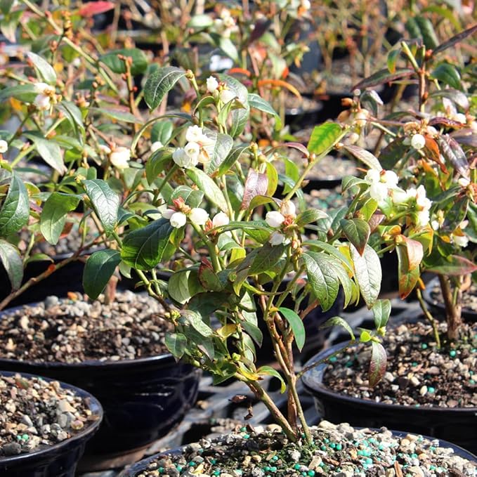 Brussel's Bonsai Live Dwarf Blueberry Bonsai Tree - Small, 4 Years, 6 to 8 Inches Tall - Outdoor Live Bonsai Tree with Ceramic Pot and Bonsai Tray