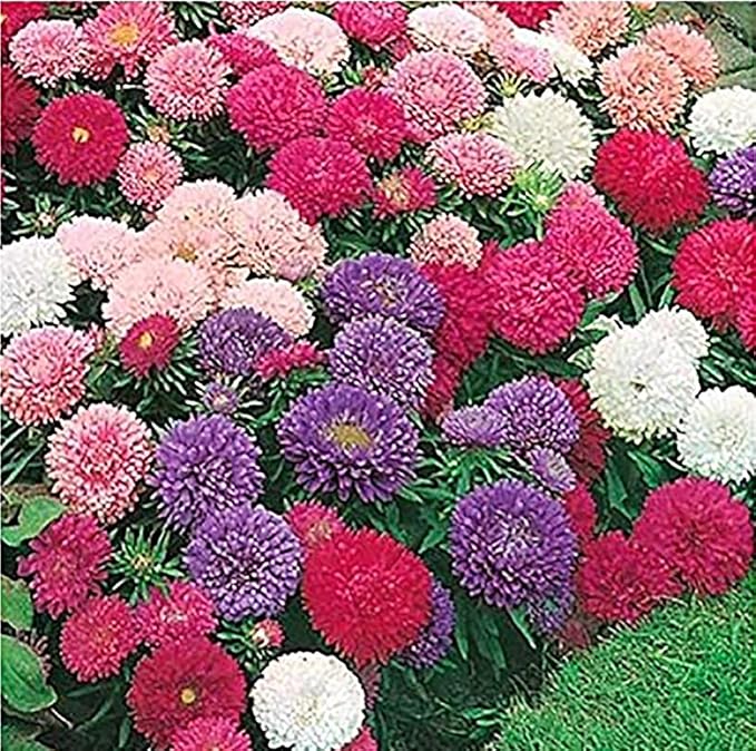 Giant Asters of California Mix Seeds - Approximately 1000 Seeds