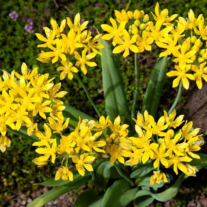 Votaniki Allium Moly Bulbs - Long Lasting Blooms, Allium Moly (Lily Leek) | Golden Yellow Perennial Flowering Bulbs for Summer & Spring Gardens, Easy to Grow (200 Pack)