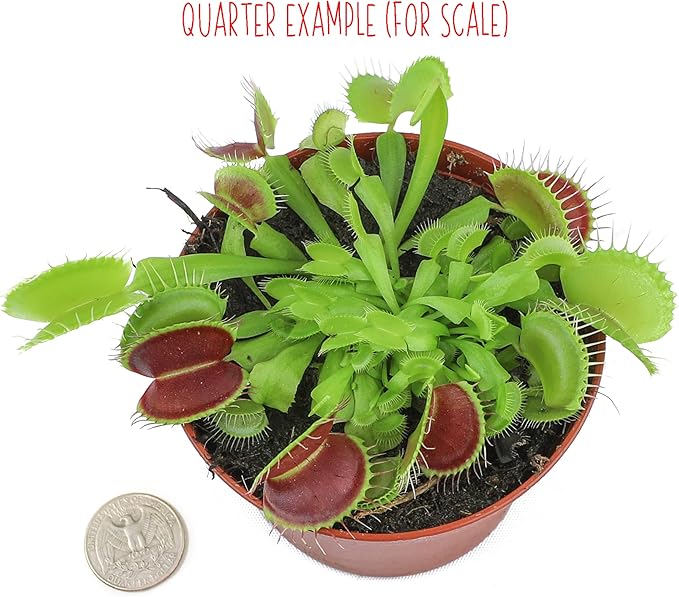 3 Inch Live Venus Fly Trap Live Plant 3PK, Venus Fly Trap Soil, Live Venus Flytrap Live Plants Indoor Plants Live Houseplants, Venus Fly Trap Pot, Venus Fly Trap Plant House Plants by Plants for Pets