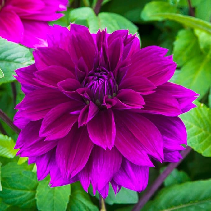 Direct Gardening - Summer Flowering Multi-Colored Dinnerplate Dahlia Mixture - 5 Dormant Bare Root Tubers per Offer