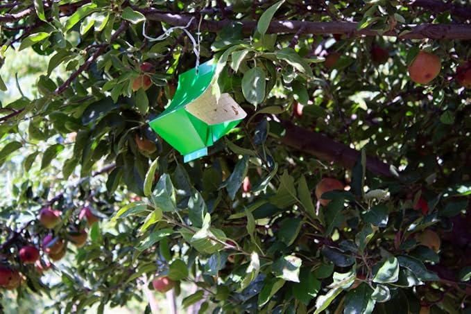VivaTrap VT-106 Codling + Oriental Fruit Moth Trap & Lure (2 Pack, 8 Week)